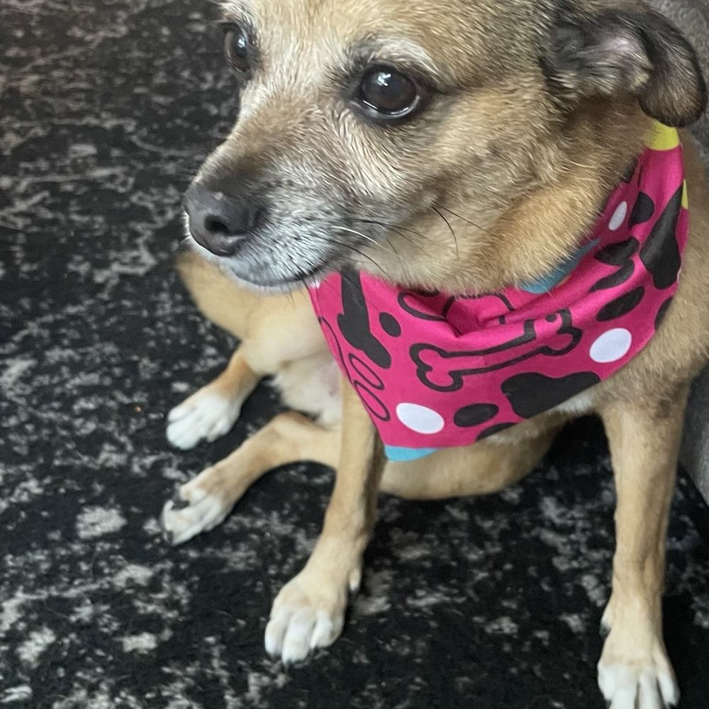 Paw Zone Mobile - Pet Groomers Near Me - Santa Rosa, California Paw Zone Mobile - Pet Groomers Near Me - Santa Rosa, California
