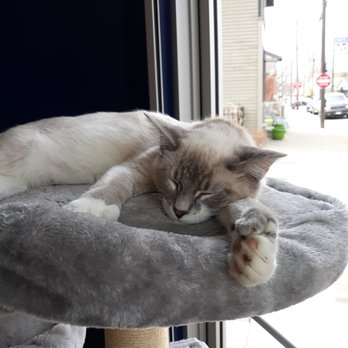 affoGATO Cat Café - Themed Cafes Near Me - Cleveland, Ohio