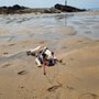 Photo of Summerleaze Beach