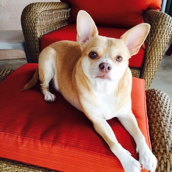 furry friends resort and spa