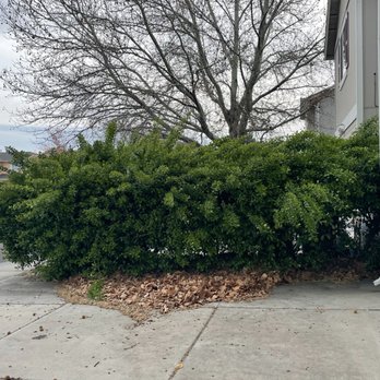 Cory's Lawn Service - Before -months of being gone resulted in a crazy overgrowth and a huge pile of leaves - Snow Removal Near Me - Reno, Nevada Cory's Lawn Service - Before -months of being gone resulted in a crazy overgrowth and a huge pile of leaves - Snow Removal Near Me - Reno, Nevada