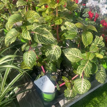 Oriental Nursery - WOWZAH!! $3.50 - Nurseries & Gardening Near Me - Diamond Bar, California Oriental Nursery - WOWZAH!! $3.50 - Nurseries & Gardening Near Me - Diamond Bar, California