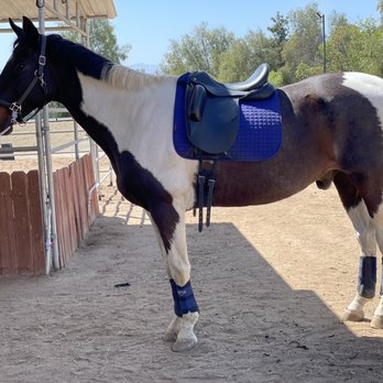 Peikert Performance Horses - Sebastian my saddlebred / paint - Horseback Riding Near Me - Lake Mathews, California