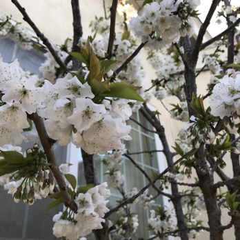 Beto's Landscaping - a flowering tree in front of a building - Gardeners Near Me Beto's Landscaping - a flowering tree in front of a building - Gardeners Near Me