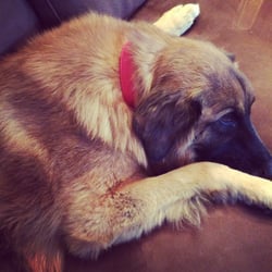 Amaru Leather - Custom made dog collar.