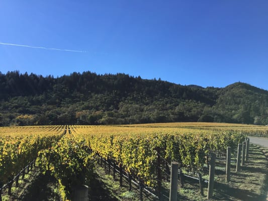 Staglin Family Vineyard by null