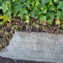 Photo of Katarina Total Yardscape