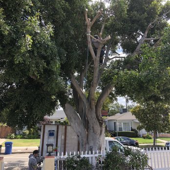 AJP Landscape - No task to big for Alanso, he crushes it. - Tree Services Near Me - Los Angeles, California