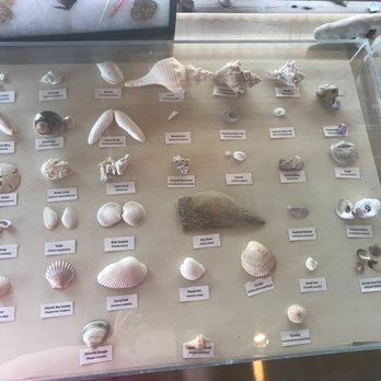 Matagora Bay Welcome Center - Shells, shells, shells. Which is your favorite? - Parks Near Me - Matagorda, Texas Matagora Bay Welcome Center - Shells, shells, shells. Which is your favorite? - Parks Near Me - Matagorda, Texas