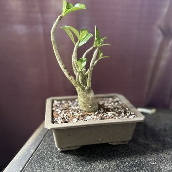 Miami Bonsai Specialists - Desert Rose - Nurseries & Gardening Near Me - Miami, Florida Miami Bonsai Specialists - Desert Rose - Nurseries & Gardening Near Me - Miami, Florida