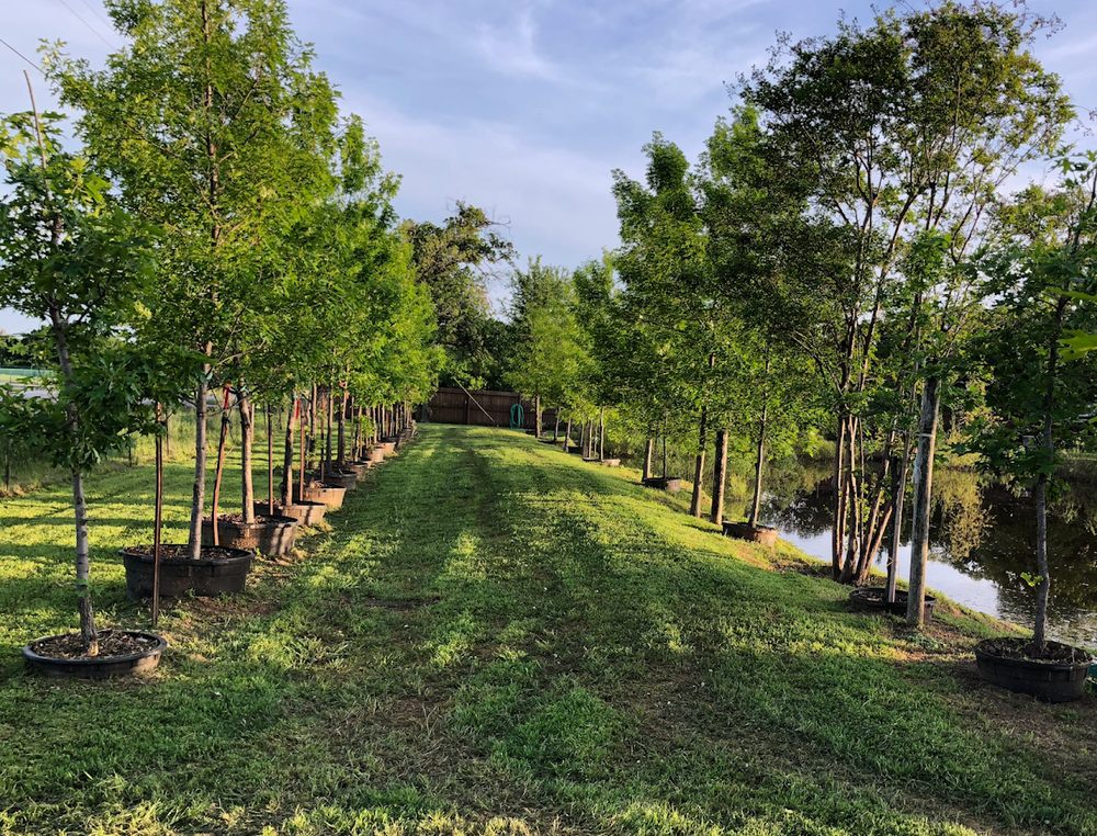 PLATINUM LAWN CARE Request a Quote 10 Photos Argyle, Texas Lawn