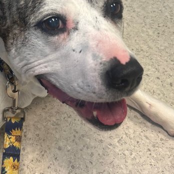 Brandermill Animal Hospital - Our beautiful girl at Brandermill getting a wellness check. - Veterinarians Near Me - Midlothian, Virginia Brandermill Animal Hospital - Our beautiful girl at Brandermill getting a wellness check. - Veterinarians Near Me - Midlothian, Virginia