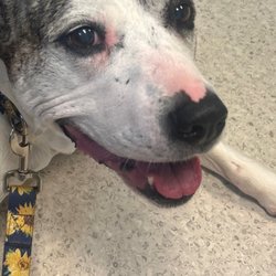 Brandermill Animal Hospital - Our beautiful girl at Brandermill getting a wellness check.