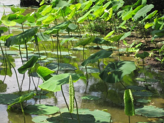 MATHEWS BRAKE NATIONAL WILDLIFE REFUGE Updated May 2025 11301