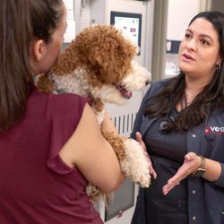 VEG ER for Pets - VEG vet consults dog owner