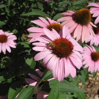 Fresh Blooms Design - Landscape Architects or Designers Near Me - Fort Collins, Colorado Fresh Blooms Design - Landscape Architects or Designers Near Me - Fort Collins, Colorado