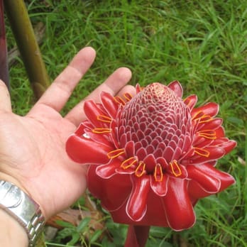 Ke'anae Arboretum - A Torch Ginger blossom - Parks Near Me - Kula, Hawaii