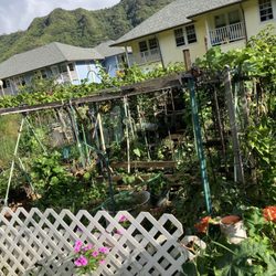 Manoa Community Garden