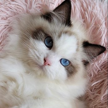 1. LA Ragdoll Cat Breeder