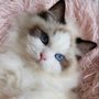 Photo of LA Ragdoll Cat Breeder