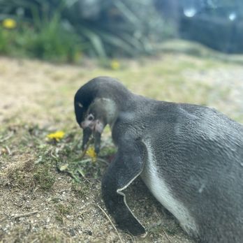 Dublin Zoo - Zoos Near Me - Dublin, D Dublin Zoo - Zoos Near Me - Dublin, D