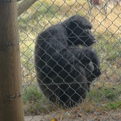 Monkey World