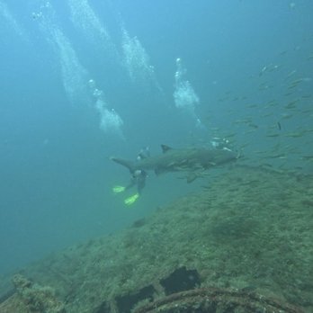 Triangle Dive Shop - Sand Tiger Shark - Dive Shops Near Me - Durham, North Carolina