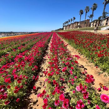 The Flower Fields - Venues & Event Spaces Near Me - Carlsbad, California The Flower Fields - Venues & Event Spaces Near Me - Carlsbad, California