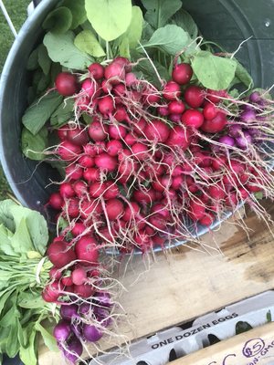 Westgate Farmers Market by null