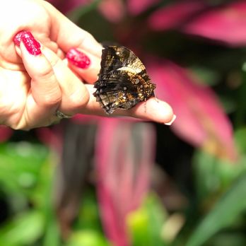 Butterfly Biosphere - Children's Museums Near Me - Lehi, Utah