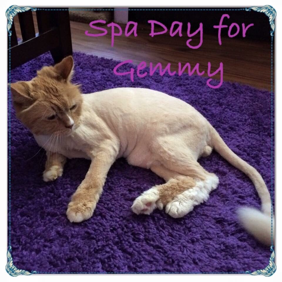 gloria's dog beauty salon