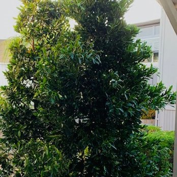 Moon Valley Nurseries - A natural Oxygen Producer. Hug a tree and get rewarded with fresh Oxygen - Landscaping Near Me - Escondido, California Moon Valley Nurseries - A natural Oxygen Producer. Hug a tree and get rewarded with fresh Oxygen - Landscaping Near Me - Escondido, California