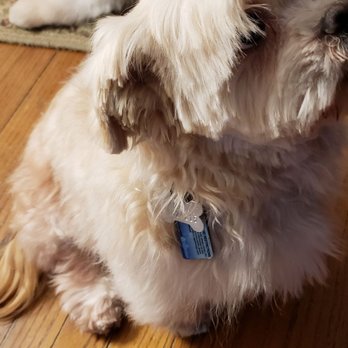 Designer Dogs Pet Store & Spa - Shihtzu - Pet Groomers Near Me - Warren, Rhode Island