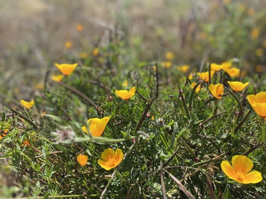 Chino Hills State Park by null