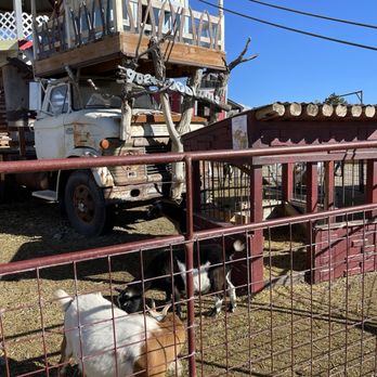 Cornbelly's - Goats - Festivals Near Me - Lehi, Utah