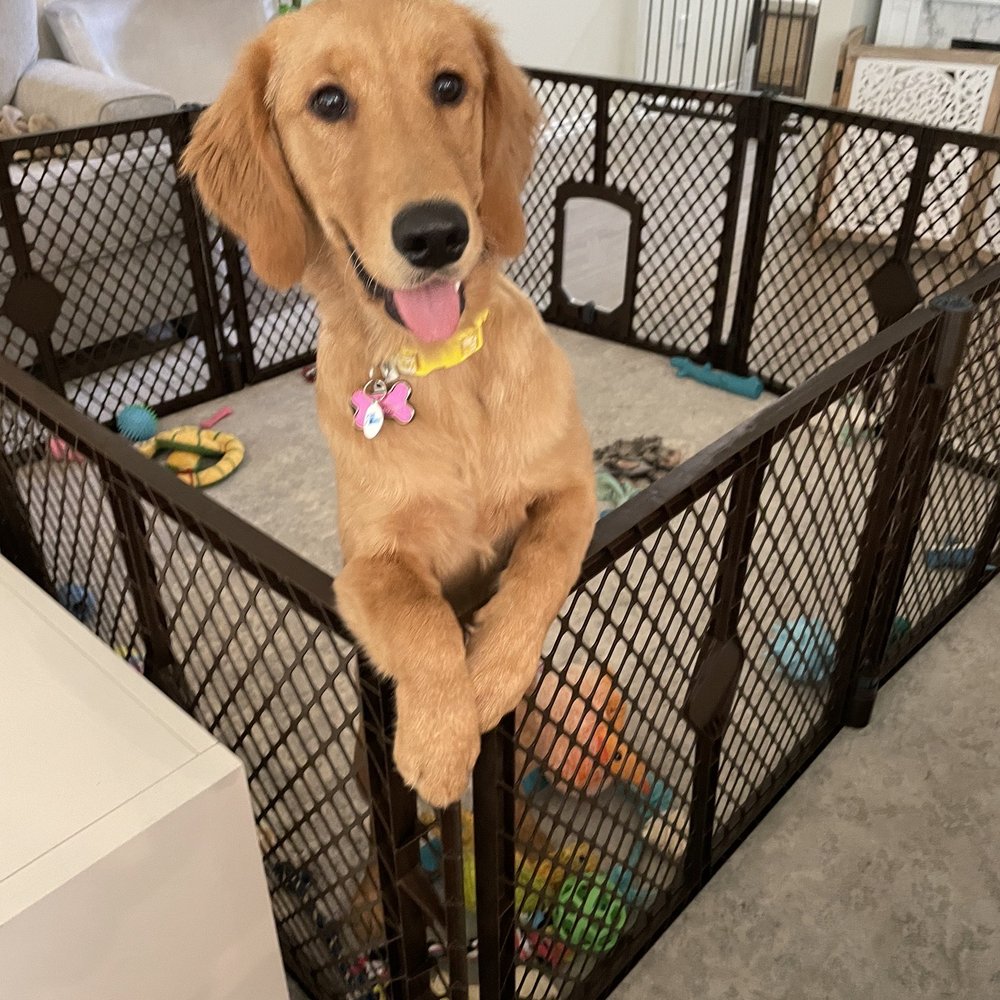 Pet Fair - Pet Stores Near Me - Spring, Texas