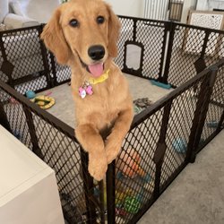 Pet Fair