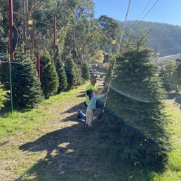 The owner, Tony, teaching my daughter how to measure a Christmas tree. Such a nice man! The owner, Tony, teaching my daughter how to measure a Christmas tree. Such a nice man!