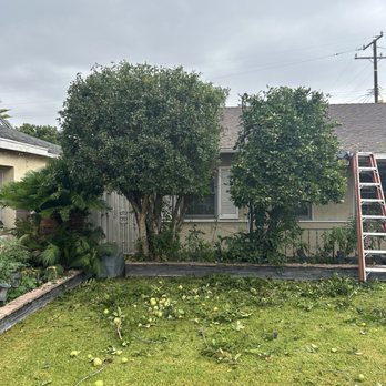 Al’s Tree Care - Tree Services Near Me