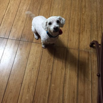 Carmelita's Dog Laundry - Pet Groomers Near Me - San Jose, California