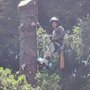 Photo of Stephens Tree Care