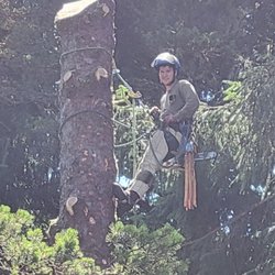 Stephens Tree Care