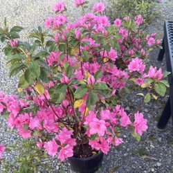 Davids Nursery