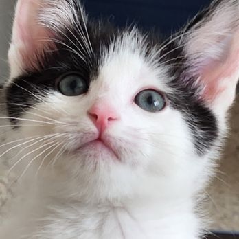 St Sophia's Forgotten Felines - Baby was names Honey Moon by his litters Foster Mom!  This is our baby Augustus (aka Gussie, Lover Boy, Sweet Boy) - Animal Shelters Near Me - Wheaton, Illinois