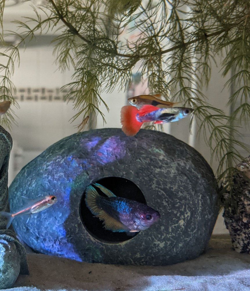 Westside Aquarium & Pets Image