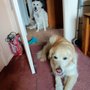 Photo of Pikes Peak Veterinary Clinic