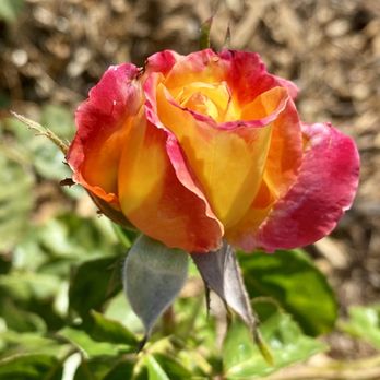 Rose Haven Heritage Garden - Community Gardens Near Me - Temecula, California