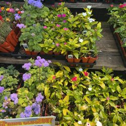 Frank Otte Nursery Middletown