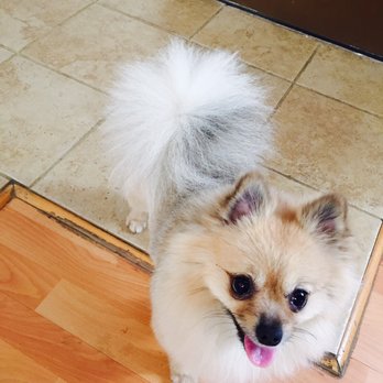 Messy Mutt - Pet Groomers Near Me
