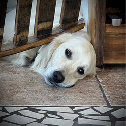 Kula Vineyards & Winery - Beautiful English Cream Goldens in the tasting room.